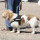 RRS_Fotogalerien_2010-06-27_Dog_Day005