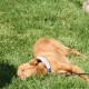 RRS_Fotogalerien_2010-06-27_Dog_Day024