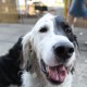 RRS_Fotogalerien_2010-06-27_Dog_Day043