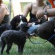 RRS_Fotogalerien_2010-06-27_Dog_Day065