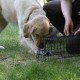 RRS_Fotogalerien_2010-06-27_Dog_Day073