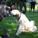 RRS_Fotogalerien_2010-06-27_Dog_Day074