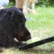RRS_Fotogalerien_2010-06-27_Dog_Day084