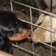 RRS_Fotogalerien_2011-06-26_Wildpark025