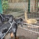 RRS_Fotogalerien_2011-06-26_Wildpark034