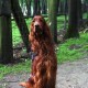 RRS_Fotogalerien_2011-06-26_Wildpark040