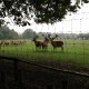 RRS_Fotogalerien_2011-06-26_Wildpark043