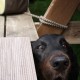 RRS_Fotogalerien_2011-06-26_Wildpark088