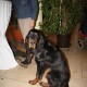 RRS_Fotogalerien_2011-12-04_Tierischer_Weihnachtsmarkt024