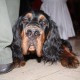 RRS_Fotogalerien_2011-12-04_Tierischer_Weihnachtsmarkt032