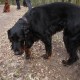 RRS_Fotogalerien_2012-03-11_Schnitzeljagd010