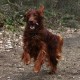 RRS_Fotogalerien_2012-03-11_Schnitzeljagd079