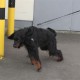 RRS_Fotogalerien_2012-04-01_Mantrailing009