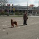 RRS_Fotogalerien_2012-04-01_Mantrailing018