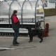 RRS_Fotogalerien_2012-04-01_Mantrailing021