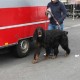 RRS_Fotogalerien_2012-04-01_Mantrailing029