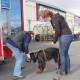 RRS_Fotogalerien_2012-04-01_Mantrailing031
