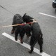 RRS_Fotogalerien_2012-04-01_Mantrailing059