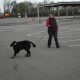RRS_Fotogalerien_2012-04-01_Mantrailing062