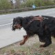 RRS_Fotogalerien_2012-04-01_Mantrailing072