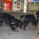 RRS_Fotogalerien_2012-04-01_Mantrailing082