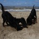 2012-07-29 RRS Holland Hundestrand_082