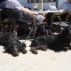 2012-07-29 RRS Holland Hundestrand_152