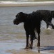 2012-07-29 RRS Holland Hundestrand_191