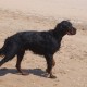 2012-07-29 RRS Holland Hundestrand_197