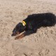 2012-07-29 RRS Holland Hundestrand_250