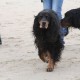 RRS_Fotogalerien_2013-04-14_Kijkduin-Hundestrand008