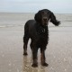 RRS_Fotogalerien_2013-04-14_Kijkduin-Hundestrand071
