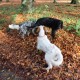 RRS_Fotogalerien_2013-11-03_Wald-Agility002