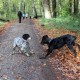 RRS_Fotogalerien_2013-11-03_Wald-Agility004