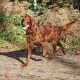 RRS_Fotogalerien_2013-11-03_Wald-Agility020