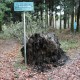RRS_Fotogalerien_2013-11-03_Wald-Agility023
