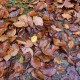 RRS_Fotogalerien_2013-11-03_Wald-Agility028