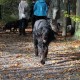 RRS_Fotogalerien_2013-11-03_Wald-Agility048
