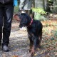 RRS_Fotogalerien_2013-11-03_Wald-Agility052