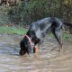 RRS_Fotogalerien_2013-11-03_Wald-Agility076