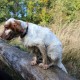 RRS_Fotogalerien_2013-11-03_Wald-Agility087