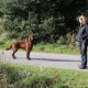 RRS_Fotogalerien_2013-11-03_Wald-Agility093