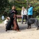 RRS_Fotogalerien_2013-11-03_Wald-Agility106