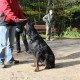 RRS_Fotogalerien_2013-11-03_Wald-Agility108
