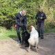 RRS_Fotogalerien_2013-11-03_Wald-Agility110