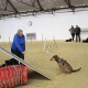 RRS_Fotogalerien_2014-02-15_Indoor-Agility077