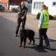 RRS_Fotogalerien_2014-03-30_Mantrailing084