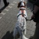 RRS_Fotogalerien_2014-03-30_Mantrailing105