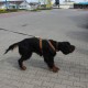 RRS_Fotogalerien_2014-03-30_Mantrailing133