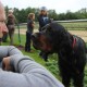 RRS_Fotogalerien_2014-06-19_Hunderennen047